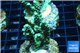 Acropora green purple Indonesia 3-5 cm WYSIWYG acclimaté