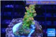 Acropora golden purple Indonesia 3-4 cm WYSIWYG acclimaté