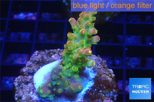 Acropora golden purple Indonesia 3-4 cm WYSIWYG acclimaté