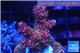 Acropora millepora pink indonesia 3-4 cm WYSIWYG acclimaté