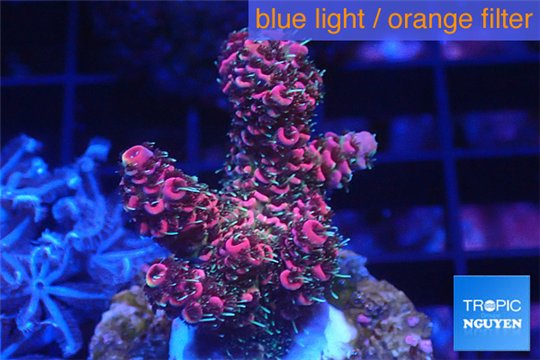Acropora millepora pink indonesia 3-4 cm WYSIWYG acclimaté
