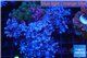 Xenia blue 4-6 cm WYSIWYG acclimaté