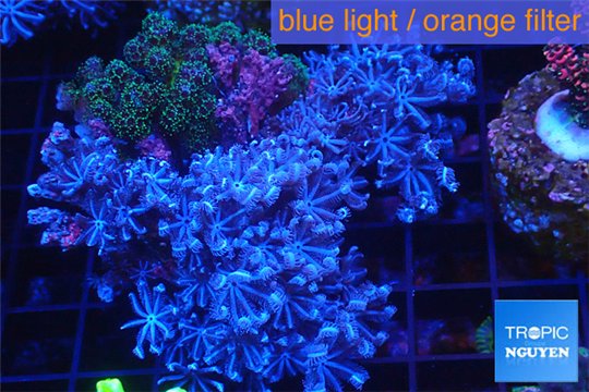 Xenia blue 4-6 cm WYSIWYG acclimaté