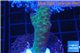 Acropora green 2-4 cm WYSIWYG acclimaté