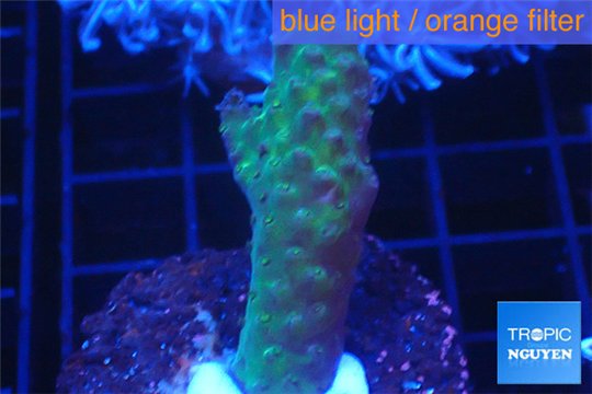 Acropora green 2-4 cm WYSIWYG acclimaté
