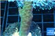 Acropora green 2-4 cm WYSIWYG acclimaté