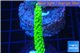 Acropora full neon green 3-4 cm WYSIWYG acclimaté