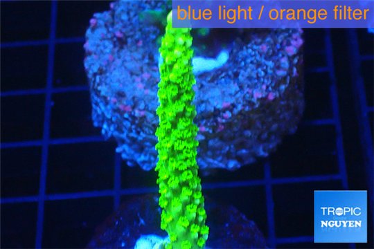 Acropora full neon green 3-4 cm WYSIWYG acclimaté