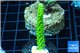 Acropora full neon green 3-4 cm WYSIWYG acclimaté
