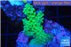 Acropora pink & green Australia premium 3-4 cm WYSIWYG acclimaté