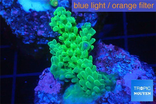 Acropora pink & green Australia premium 3-4 cm WYSIWYG acclimaté