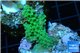 Acropora pink & green Australia premium 3-4 cm WYSIWYG acclimaté