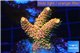 Acropora sunset pink toxic green polyps 2-4 cm WYSIWYG acclimaté
