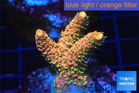Acropora sunset pink toxic green polyps 2-4 cm WYSIWYG acclimaté