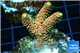 Acropora sunset pink toxic green polyps 2-4 cm WYSIWYG acclimaté