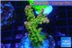 Acropora golden purple Indonesia 3-4 cm WYSIWYG acclimaté