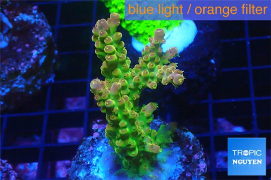 Acropora golden purple Indonesia 3-4 cm WYSIWYG acclimaté
