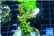 Acropora golden purple Indonesia 3-4 cm WYSIWYG acclimaté