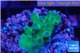 Acropora green 1-3 cm WYSIWYG acclimaté