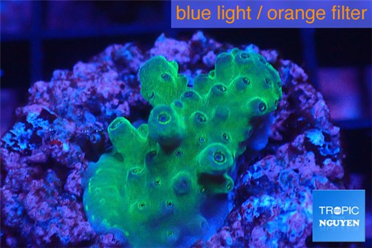 Acropora green 1-3 cm WYSIWYG acclimaté