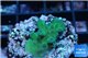Acropora green 1-3 cm WYSIWYG acclimaté