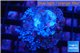 Xenia blue 2-3 cm WYSIWYG acclimaté