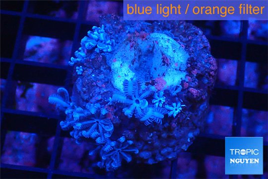 Xenia blue 2-3 cm WYSIWYG acclimaté