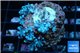 Xenia blue 2-3 cm WYSIWYG acclimaté