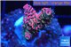Acropora millepora pink indonesia 2-3 cm WYSIWYG acclimaté