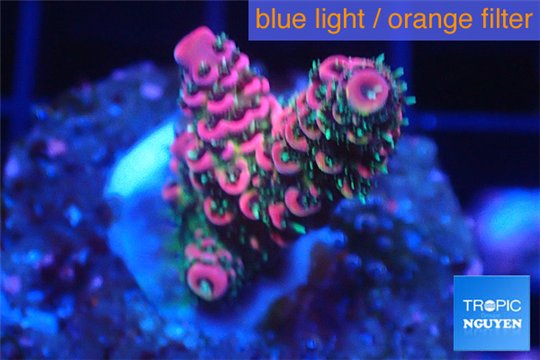 Acropora millepora pink indonesia 2-3 cm WYSIWYG acclimaté