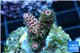 Acropora millepora pink indonesia 2-3 cm WYSIWYG acclimaté