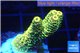 Acropora pikachu Indonesia 2-4 cm WYSIWYG acclimaté