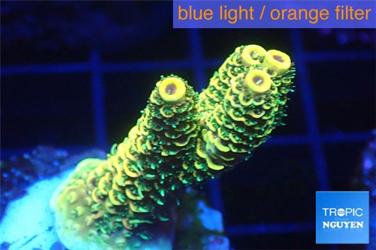 Acropora pikachu Indonesia 2-4 cm WYSIWYG acclimaté
