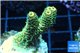 Acropora pikachu Indonesia 2-4 cm WYSIWYG acclimaté