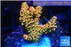 Acropora mango Indonesia 2-4 cm WYSIWYG acclimaté