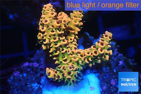 Acropora mango Indonesia 2-4 cm WYSIWYG acclimaté