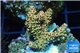 Acropora mango Indonesia 2-4 cm WYSIWYG acclimaté