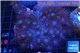 Parazoanthu gracilis yellow polyps 8-11 cm WYSIWYG acclimaté