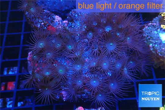 Parazoanthu gracilis yellow polyps 8-11 cm WYSIWYG acclimaté