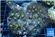 Parazoanthu gracilis yellow polyps 8-11 cm WYSIWYG acclimaté