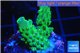 Acropora green & purple Fijii 2-3 cm WYSIWYG acclimaté