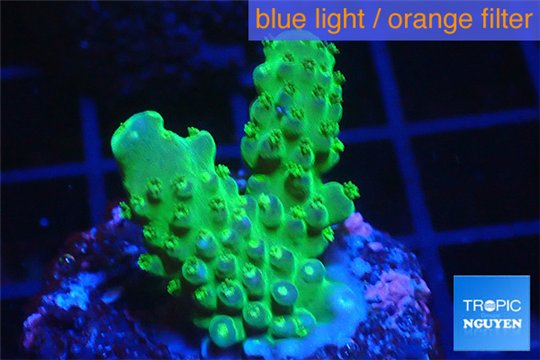 Acropora green & purple Fijii 2-3 cm WYSIWYG acclimaté