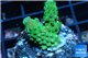 Acropora green & purple Fijii 2-3 cm WYSIWYG acclimaté