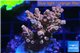 Acropora pink sunrise 3-4 cm WYSIWYG acclimaté