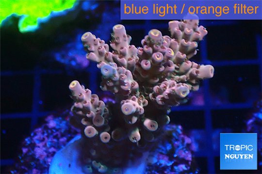 Acropora pink sunrise 3-4 cm WYSIWYG acclimaté