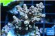 Acropora pink sunrise 3-4 cm WYSIWYG acclimaté