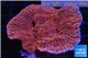 Montipora red pink 4-6 cm WYSIWYG acclimaté