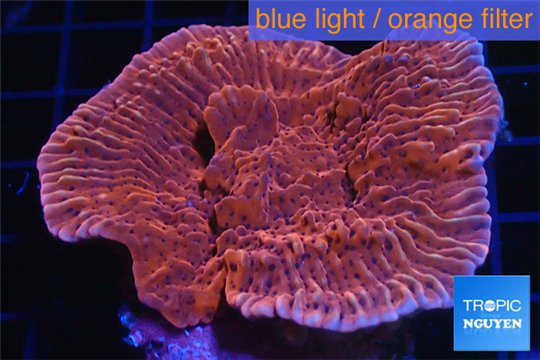Montipora red pink 4-6 cm WYSIWYG acclimaté