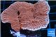 Montipora red pink 4-6 cm WYSIWYG acclimaté
