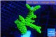 Acropora full neon green 4-6 cm WYSIWYG acclimaté